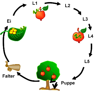Entwicklungszyklus des Apfelwicklers
